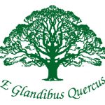 Year 8 - HPV vaccine